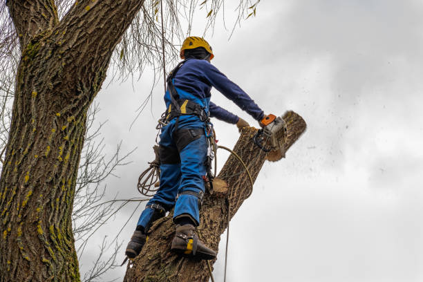 Why Choose Our Tree Removal Services in New London, IA?