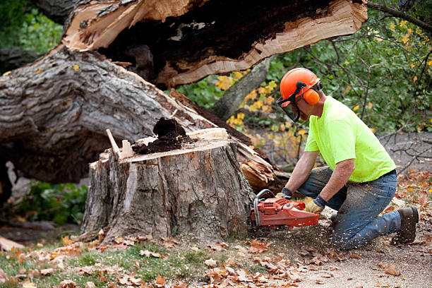 Best Tree Cabling and Bracing  in New London, IA