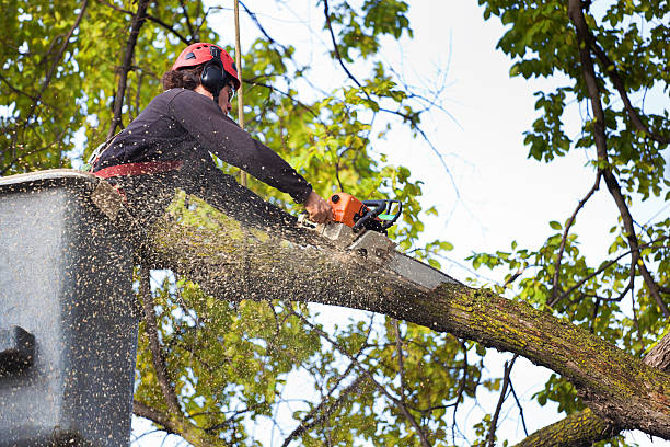 Best Fruit Tree Pruning  in New London, IA